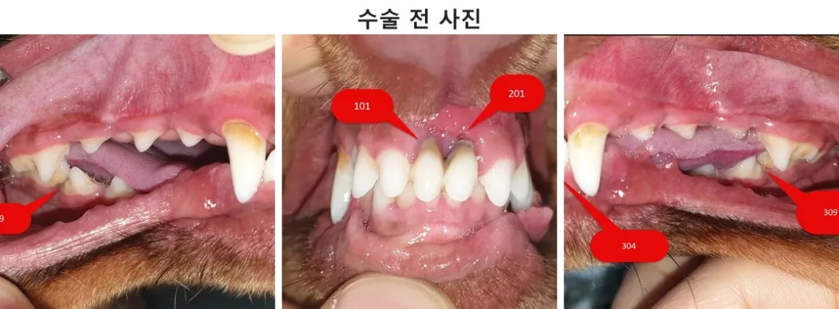 루피 내원 당시 구강 상태 및 얼굴 사진