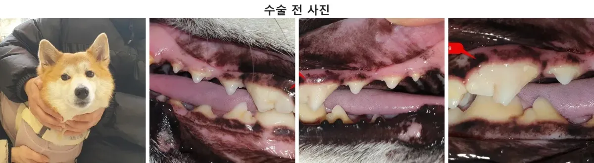 치아 파절로 내원한 시바견 루피의 구강 상태