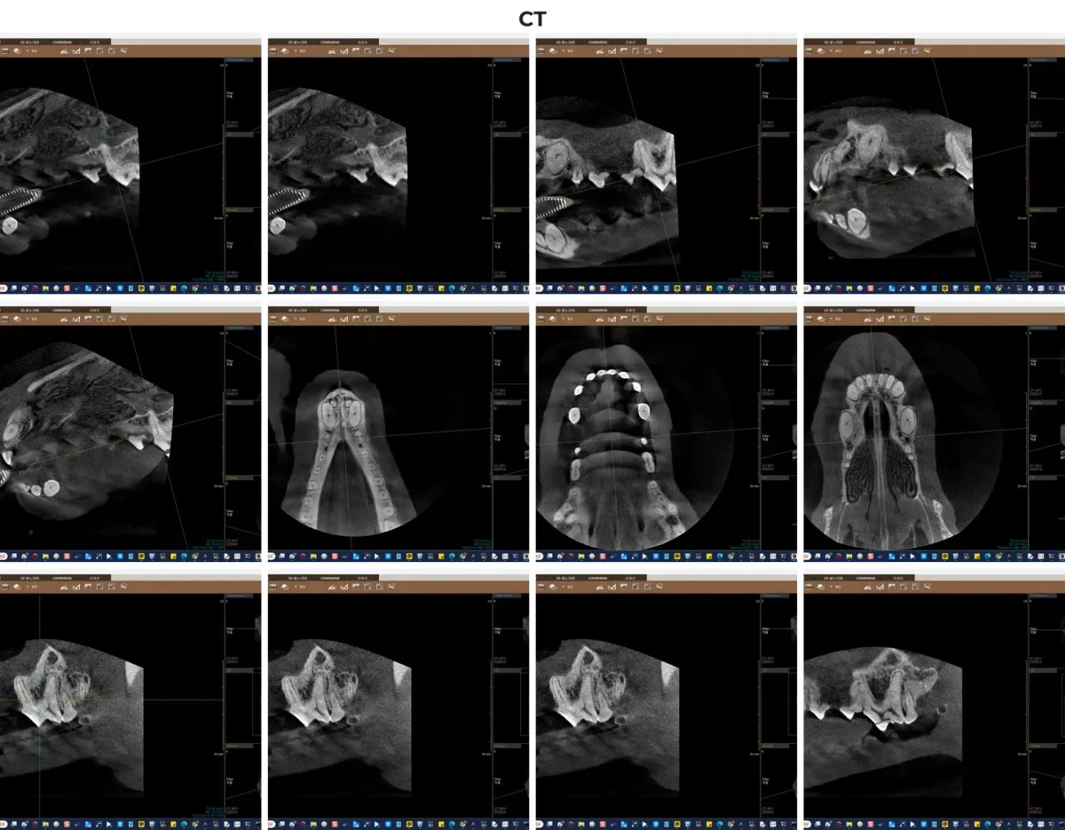 광주 금호동물병원 보유 치과 CT 촬영 이미지