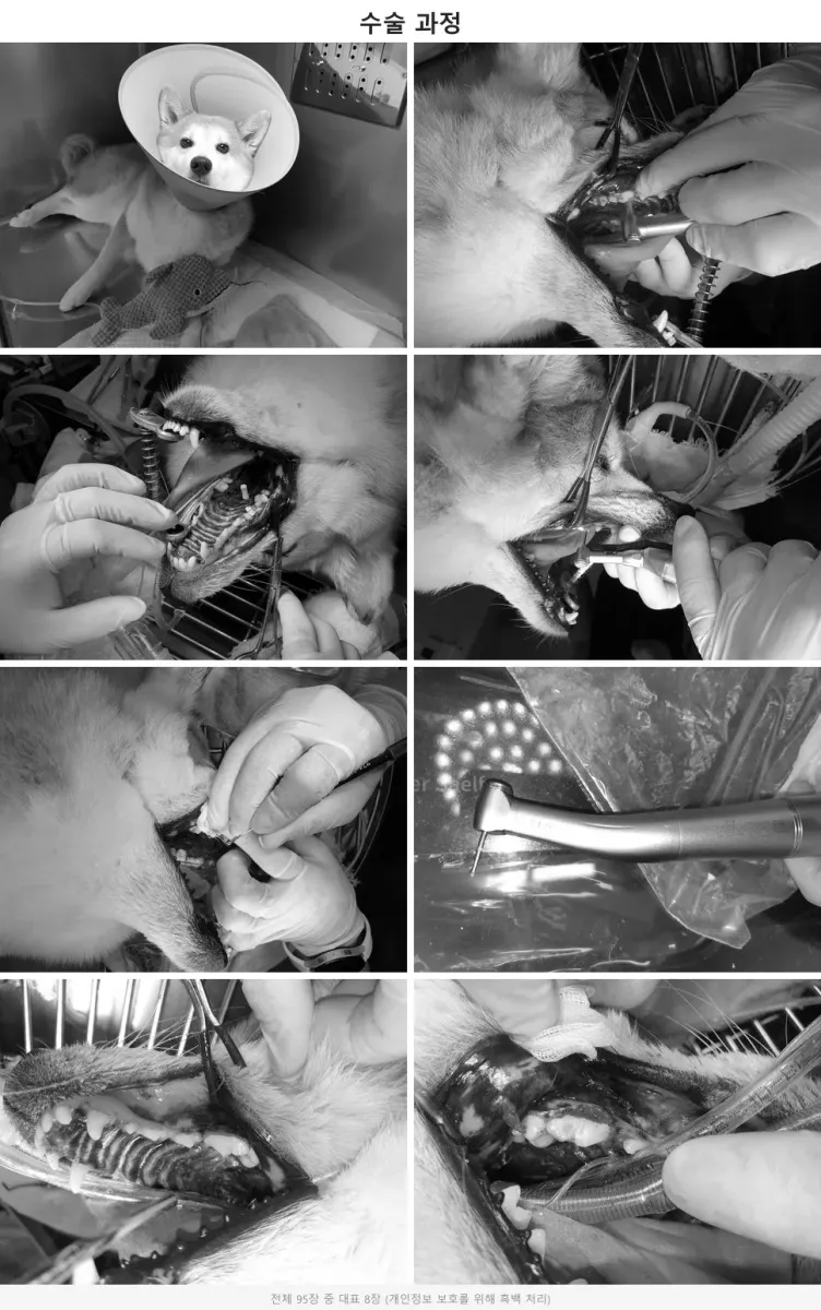 강아지 신경치료 및 레진 수복 과정