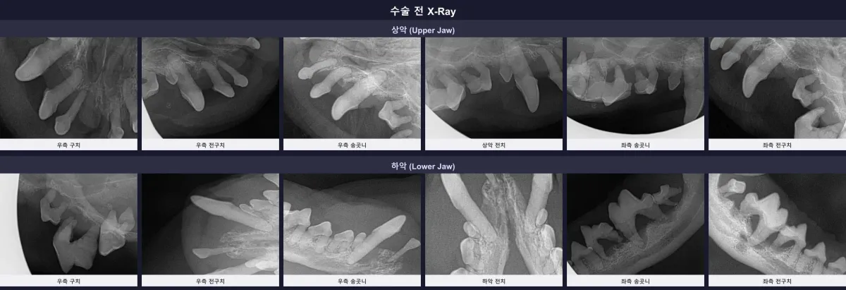 수술 전 우유의 전체 구강 방사선(X-ray) 촬영 결과