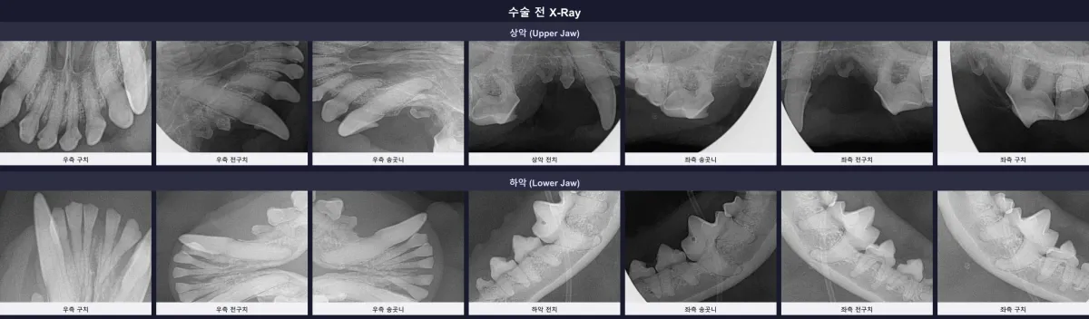 말티즈 크롱이의 수술 전 전체 구강 방사선(X-ray) 사진, 다수의 치아 결손 및 심각한 치조골 흡수 확인