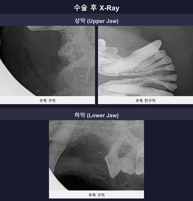 수술 후 말티즈 크롱이의 구강 방사선 사진, 문제 치아 4개가 깔끔하게 발치되고 남은 치아들이 잘 보존된 모습