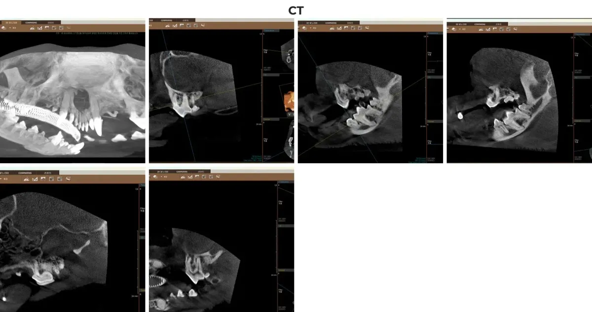 광주 전남 유일 동물전용 치과 CT로 촬영한 크롱이의 3D 턱뼈 및 치조골 흡수 입체 분석 영상