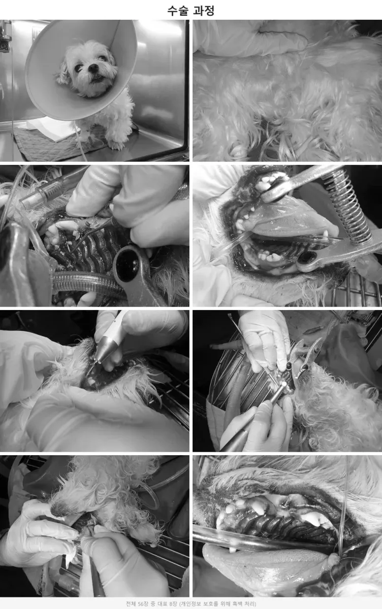 광주 서구 금호동물병원에서 Piezotome(초음파 수술기)를 이용해 108번 치아를 정밀하게 외과적 발치하는 수술 과정
