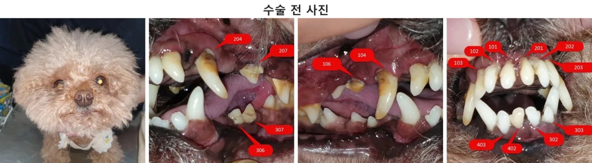 내원 당시 앵두의 모습과 구강 검진
