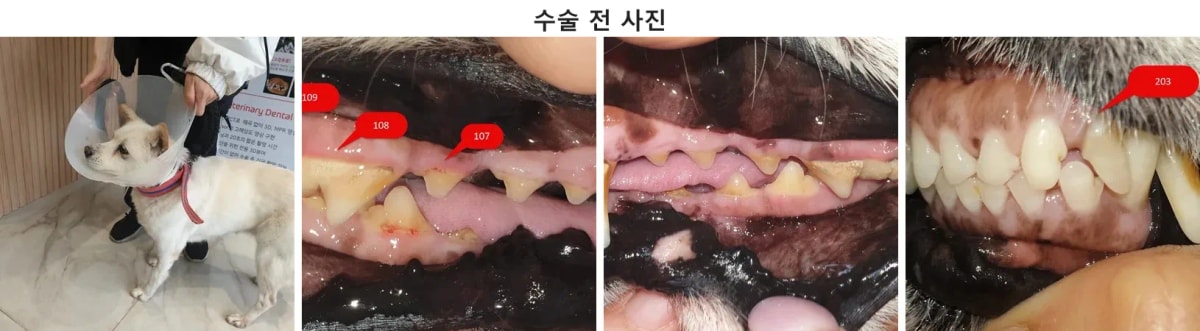 14세 믹스견 비전이의 내원 당시 모습