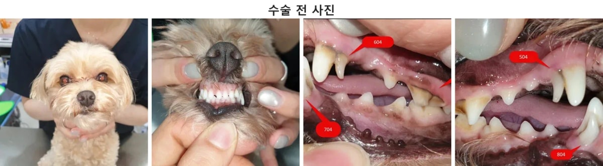 광주 동물병원 레오 내원 당시 모습