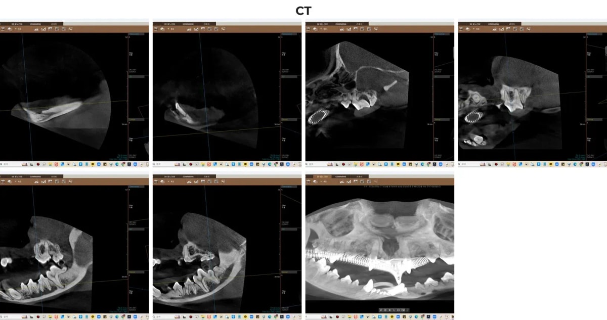 광주 강아지 치과 CT 정밀 진단