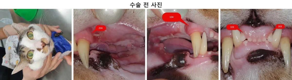 구내염 증상으로 내원한 고양이 겨울이의 모습