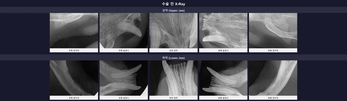 수술 전 진행된 겨울이의 구강 엑스레이 사진