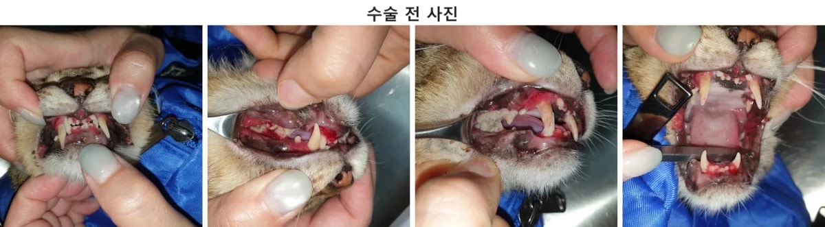 내원 당시 심한 구내염 통증을 호소하던 동글이의 모습