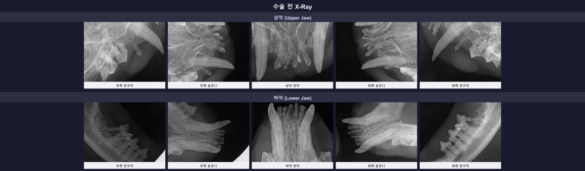 수술 전 촬영한 동글이의 구강 방사선 엑스레이 결과