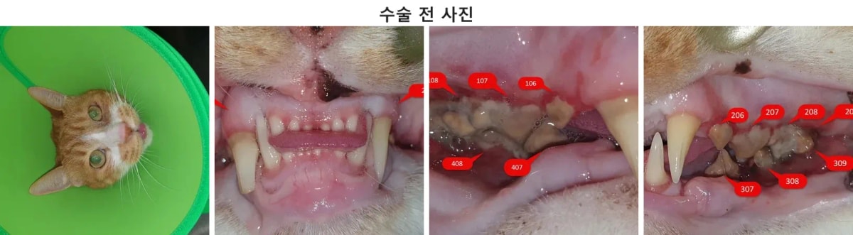 치과 진료를 위해 내원한 고양이 별이의 모습