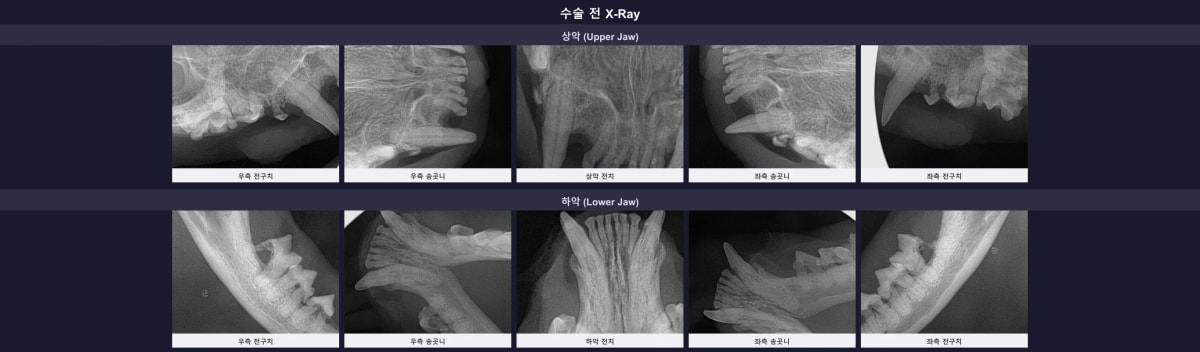 별이의 수술 전 구강 방사선 촬영 영상