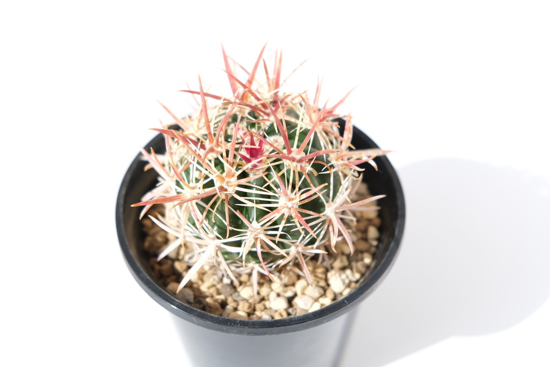 植え替えが終わった紅裳竜