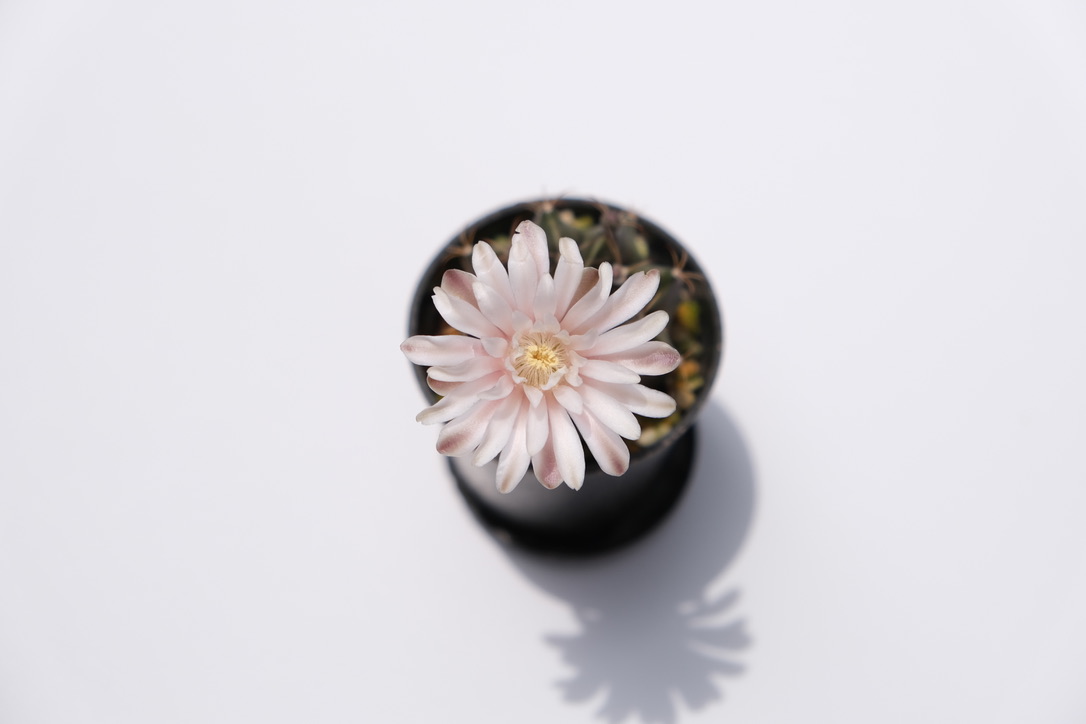 牡丹玉の花