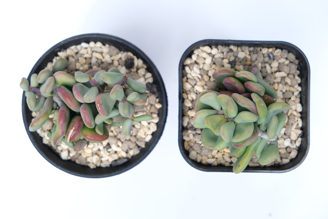植え替え後のケラリア ピグマエア