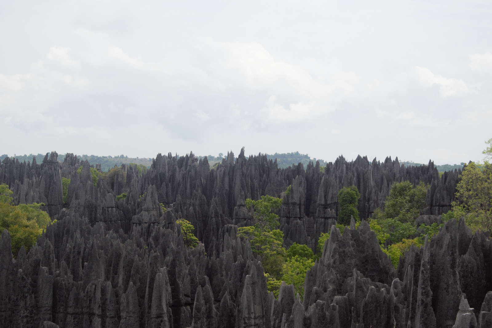 Les forêts sèches de l'Ouest" et l’impact positif pour le pays (économique et touristique)