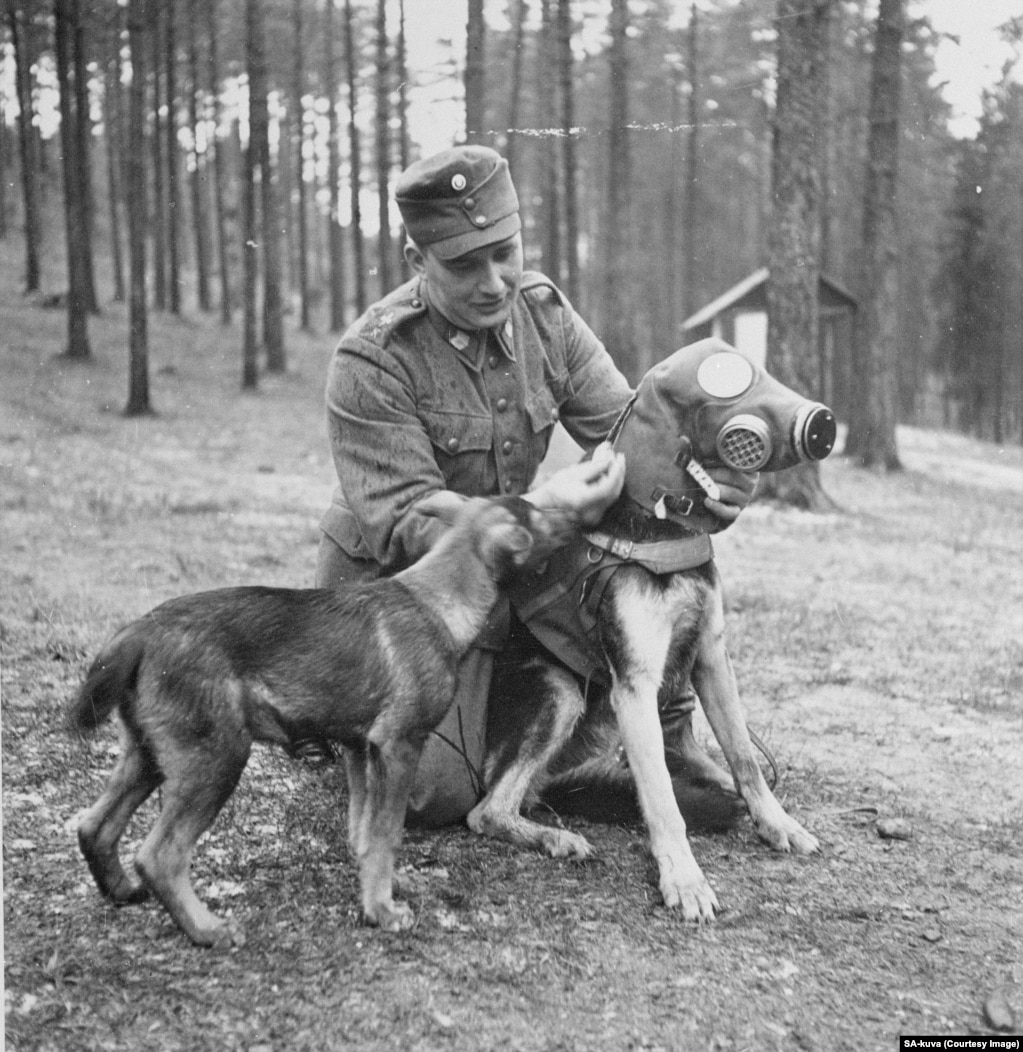Köpeğe Takılan Gaz Maskesi