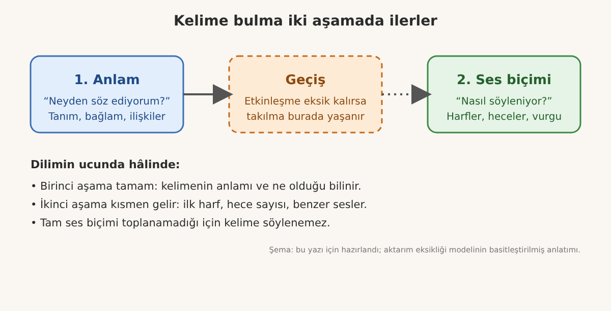 Kelime bulmanın anlam, geçiş ve ses biçimi aşamalarını gösteren şema