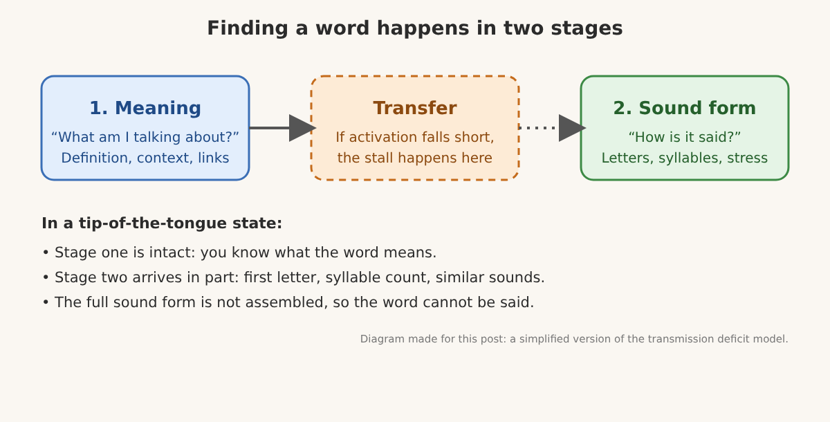 Diagram of word retrieval: meaning, transfer and sound form