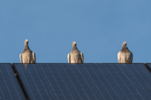 bird droppings solar panel problems