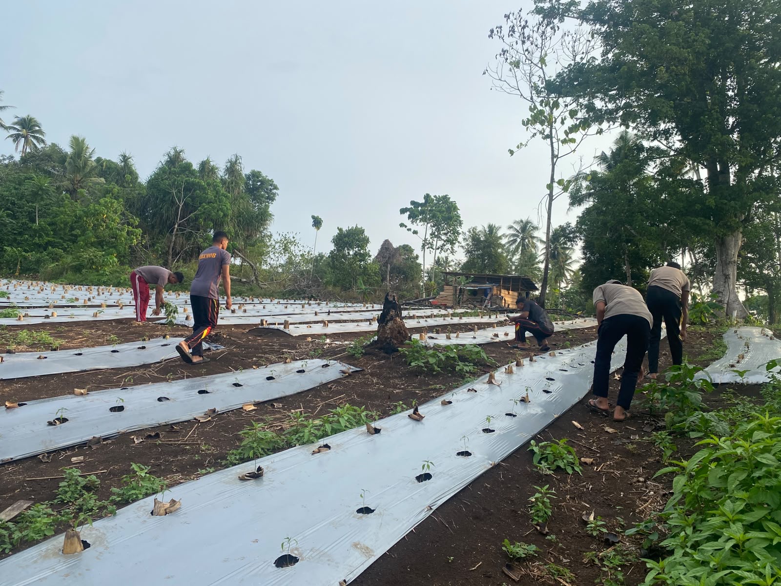 Brimob Kompi 4 Batalyon A Sat Brimobda Malut Mendukung Program Swasembada Pangan, Memanfaatkan Lahan Pekarangan Untuk Pertania