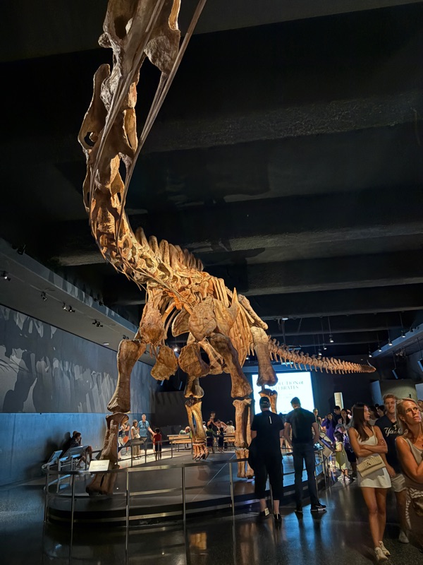 AMNH