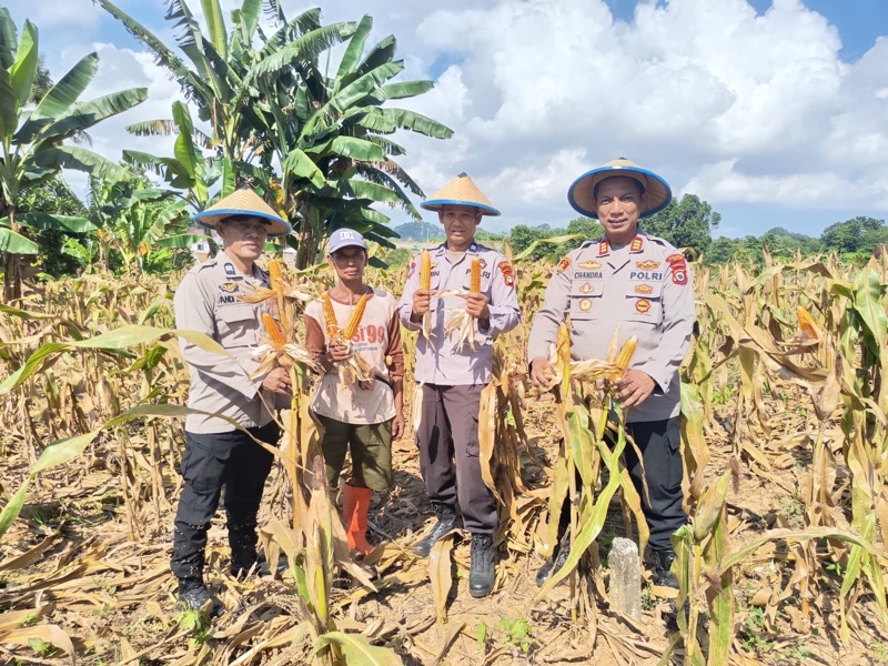 Jalin Kedekatan dan Dukung Pertanian, Polsek Tempe Panen Jagung Bareng Masyarakat
