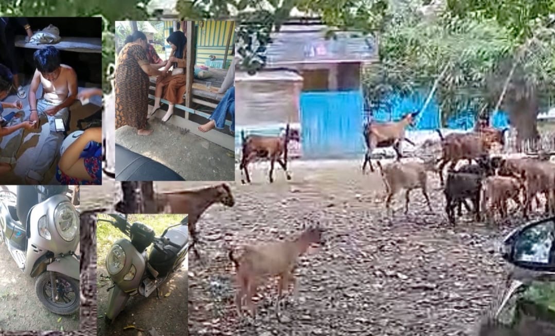 Ternak Berkeliaran di Rarowatu Utara: Dua Warga Jadi Korban, Penegakan Perda Bombana Dipertanyakan