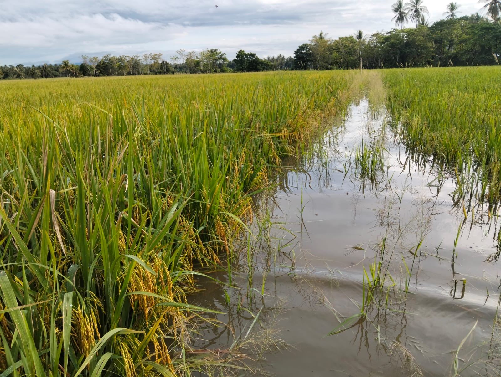 Sawah Petani di Tiroang Pinrang Terendam Banjir, Diduga Akibat Keterlambatan Pembukaan Pintu Air