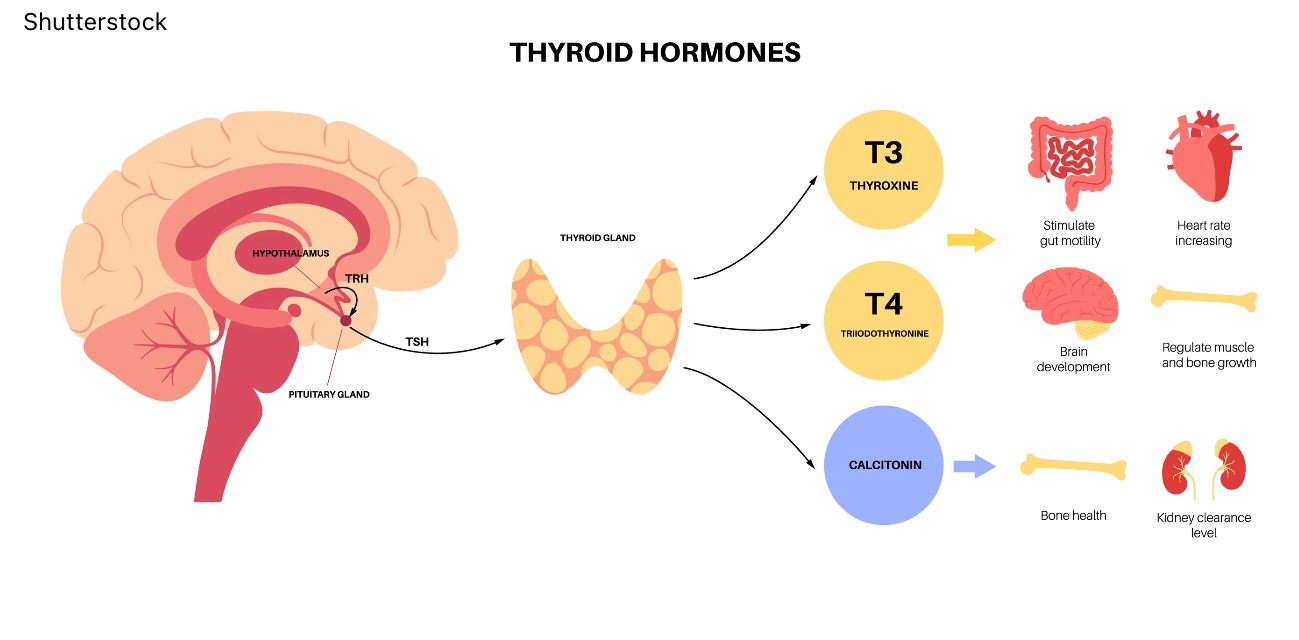 هرمونات الغدة الدرقية (Thyroxine - T4)
