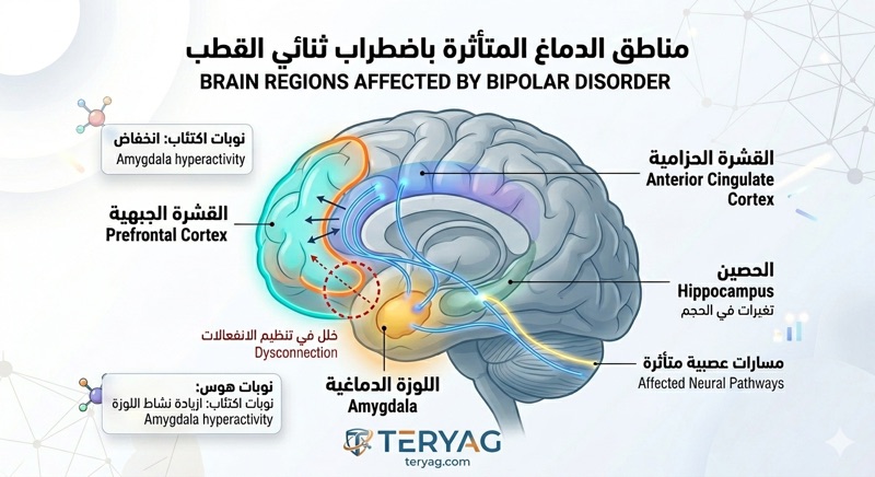 رسم توضيحي لمناطق الدماغ المتأثرة باضطراب ثنائي القطب مثل القشرة الجبهية واللوزة الدماغية