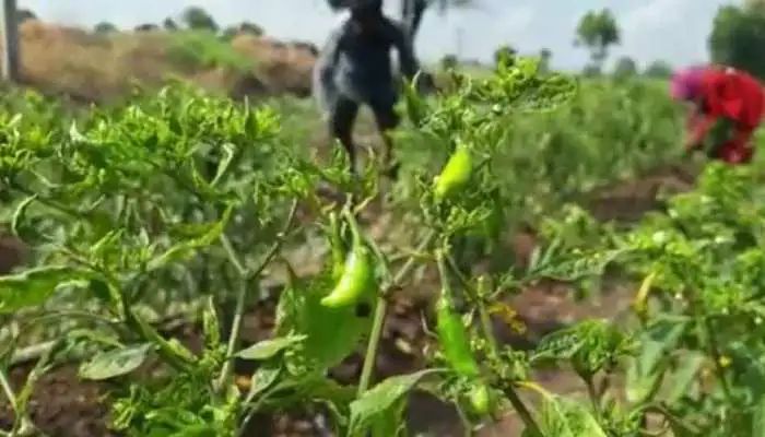 मिर्ची की फसल पर वायरस का अटैक, कृषि वैज्ञानिक ने बताया इससे बचने का उपाय 