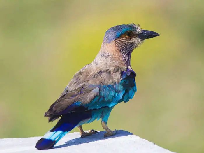 दशहरा 2022 : दशहरे पर नीलकंठ पक्षी के दर्शन से बदल जाएगी किस्मत, भरेगी तिजोरी
