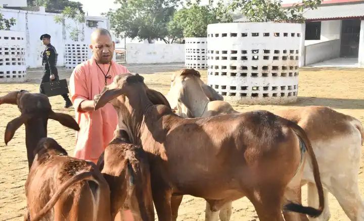 आज गोरखनाथ मंदिर की गोशाला में मुख्यमंत्री योगी ने की गोसेवा, खिलाया गुड़,,,।