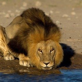 Lion laying down getting a drink from lake