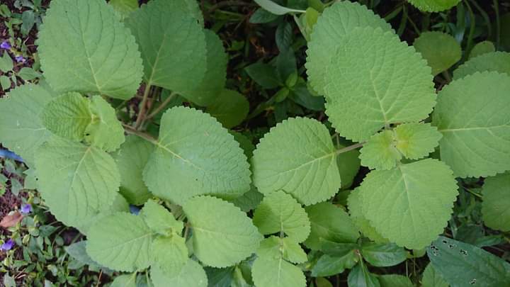 Published from Blogger Prime Android App