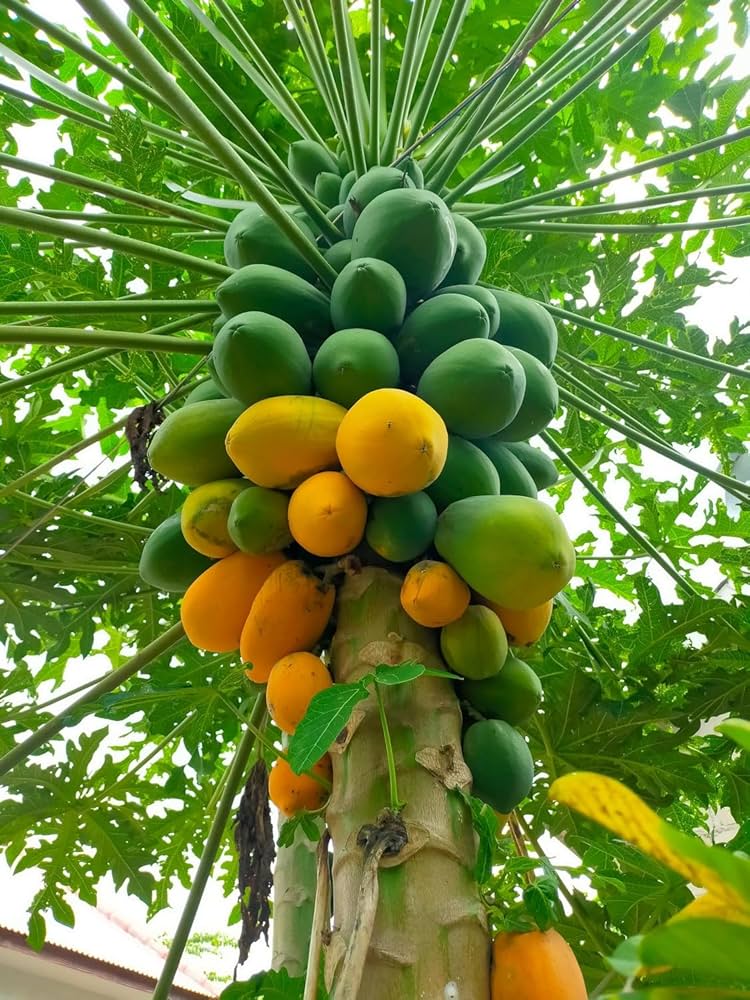 Published from Blogger Prime Android App