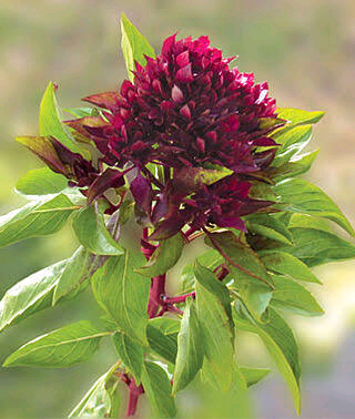 Published from Blogger Prime Android App