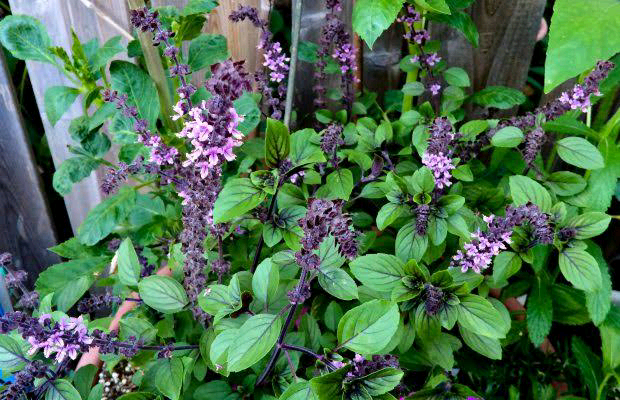 Published from Blogger Prime Android App