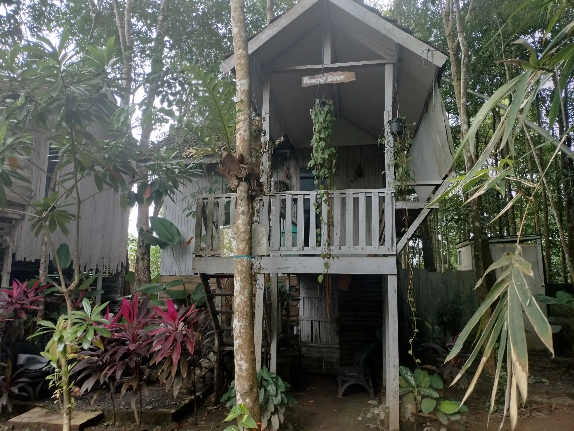 penginapan di bangkal forest