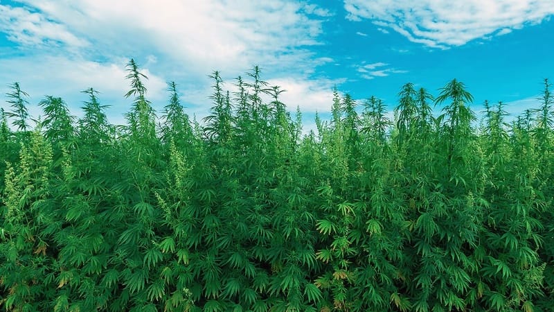 Image of THCa Flower Guide 2025: From Platinum Punch to Black Amber