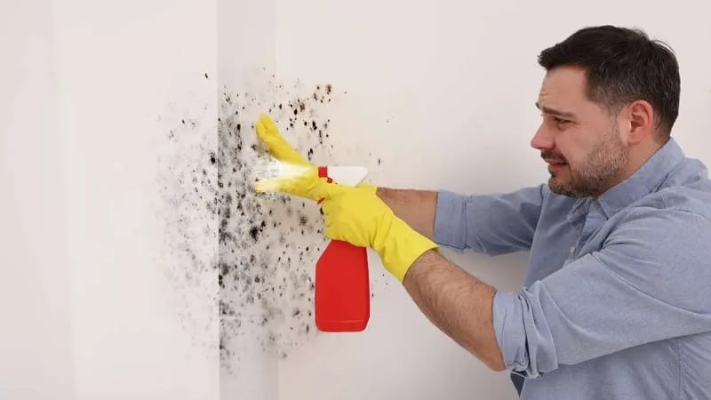 Why Mold Testing Is Crucial for a Healthy Home
