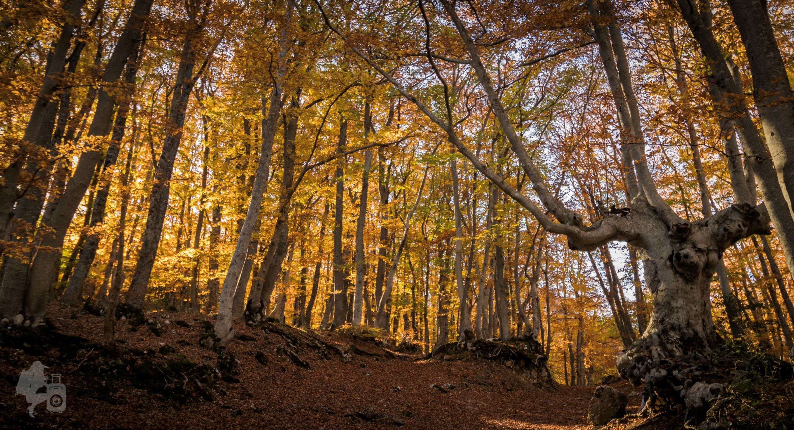 Gioielli della Majella: Il Bosco di Sant’Antonio ed il Borgo di Pescocostanzo