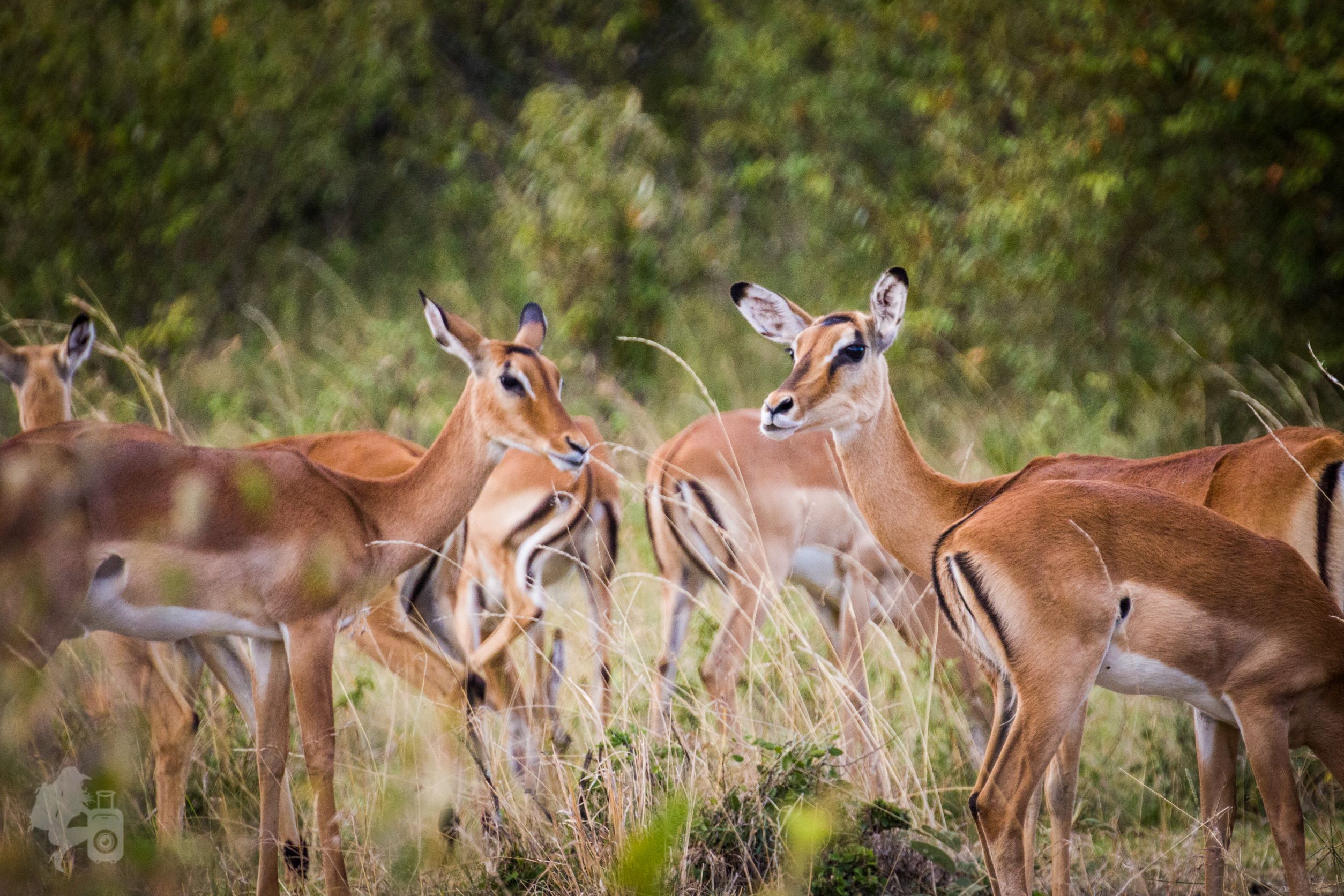 KENYA