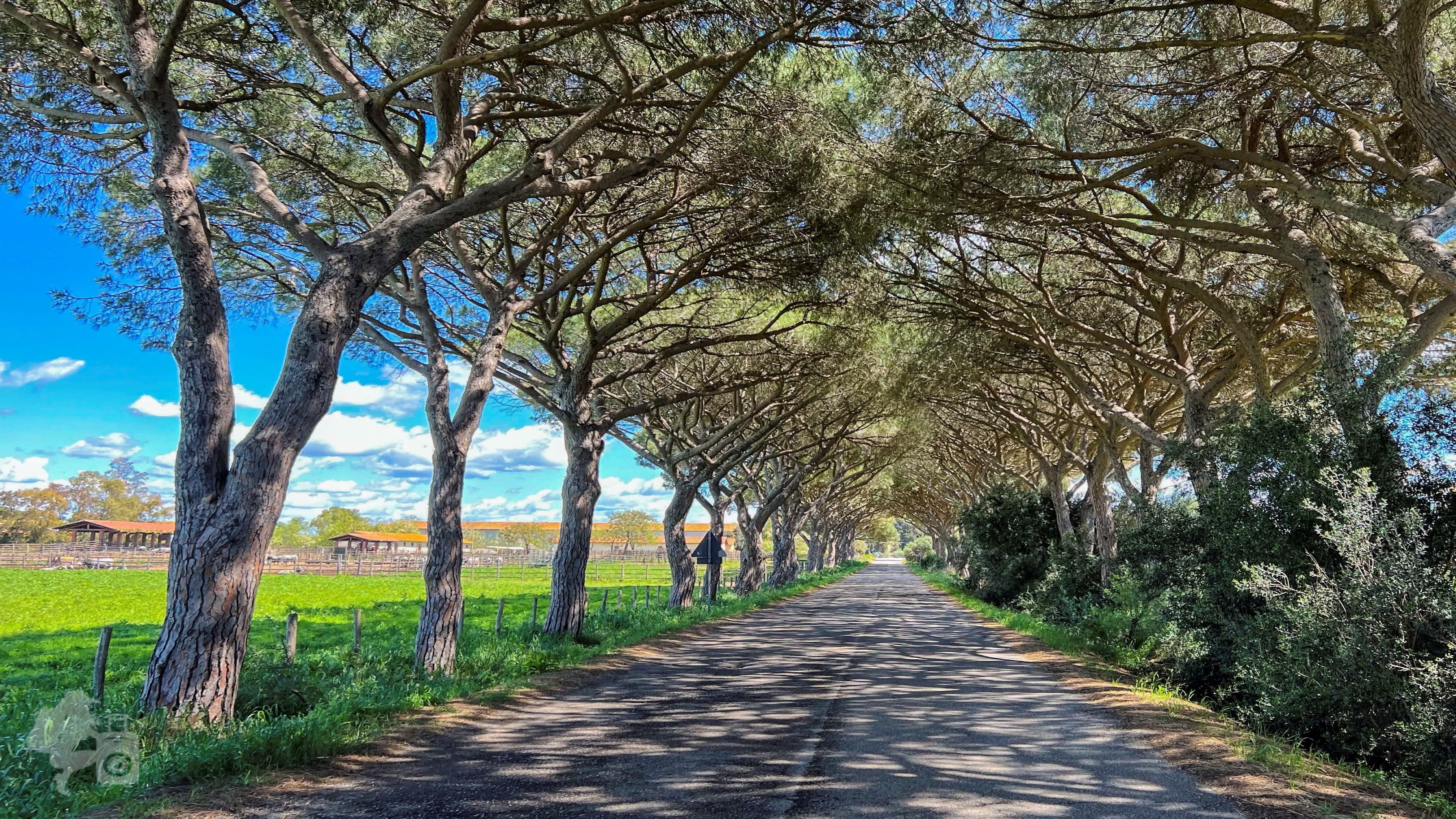 Escursione in Bicicletta nel Parco della Maremma