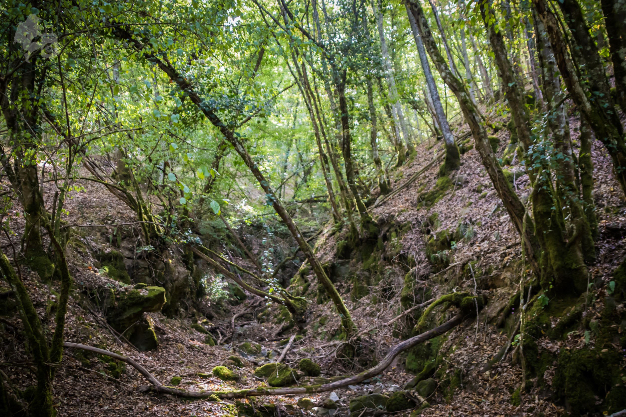 SAFARI NEL CHIANTI