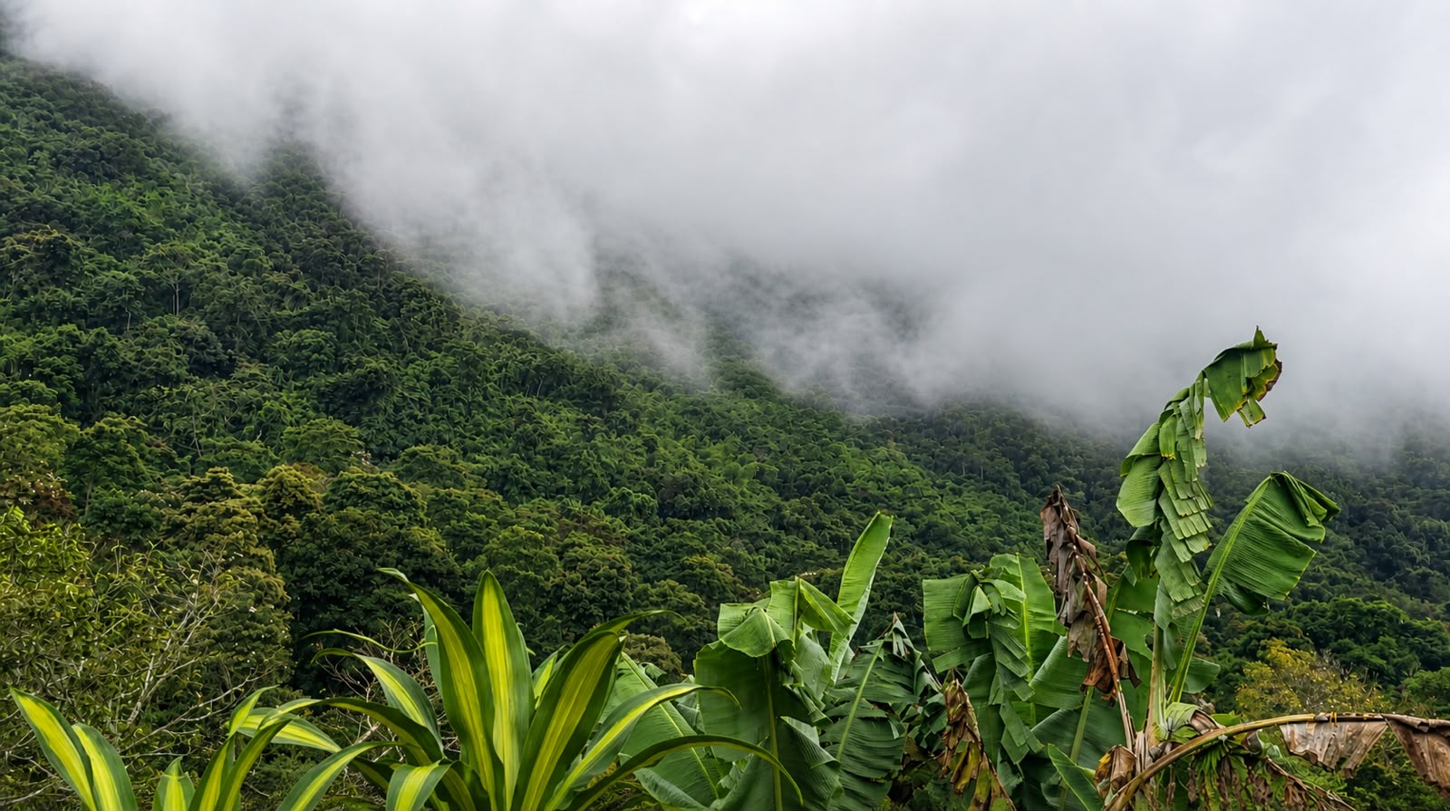 Paisaje de Finca La Selva